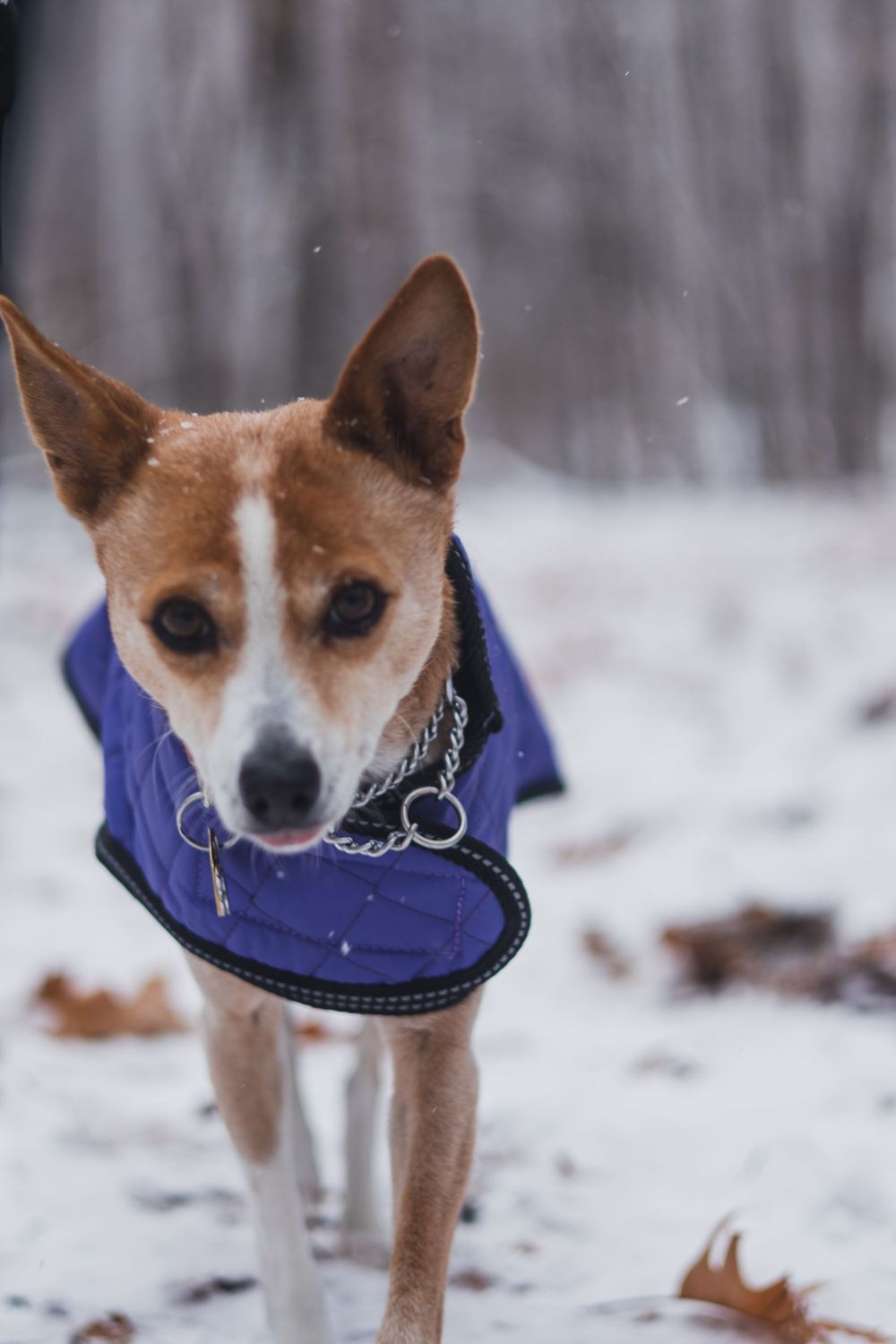 Tan and white dog wearing blue vest walks through snowy forest.