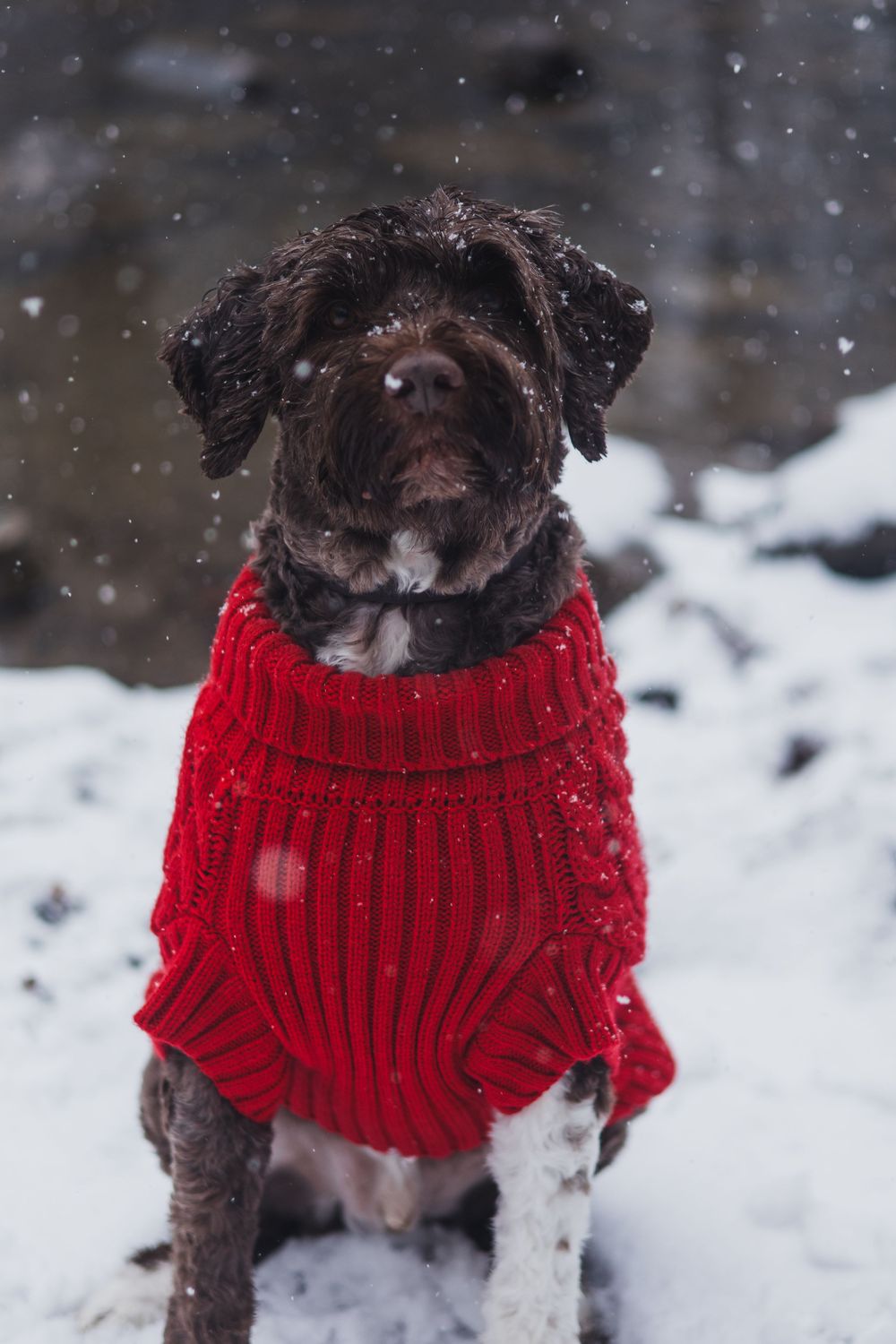 Small dark dog wearing red knit sweater stands in snow.