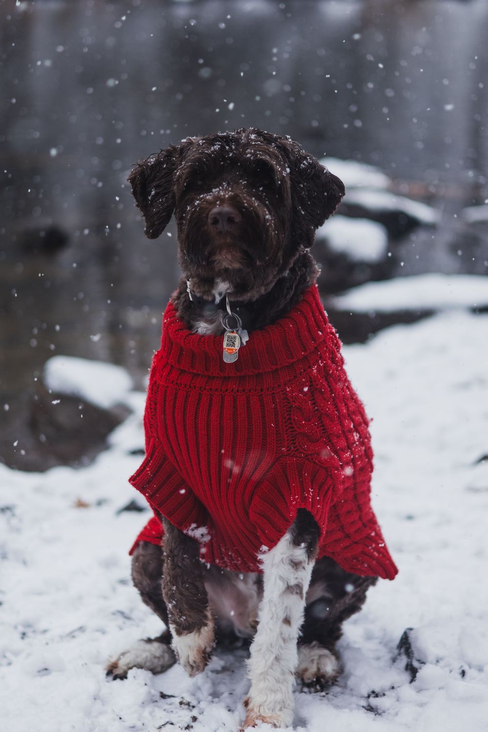 Dog wearing bright red knit sweater explores snowy winter landscape.