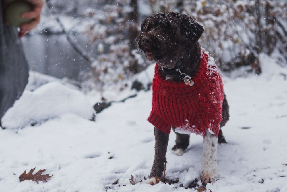 Small dog wearing a red sweater plays in fresh snow.