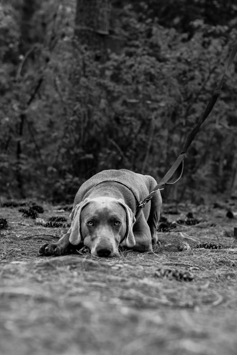 Black and white portrait series of a resting Weimaraner dog in nature.