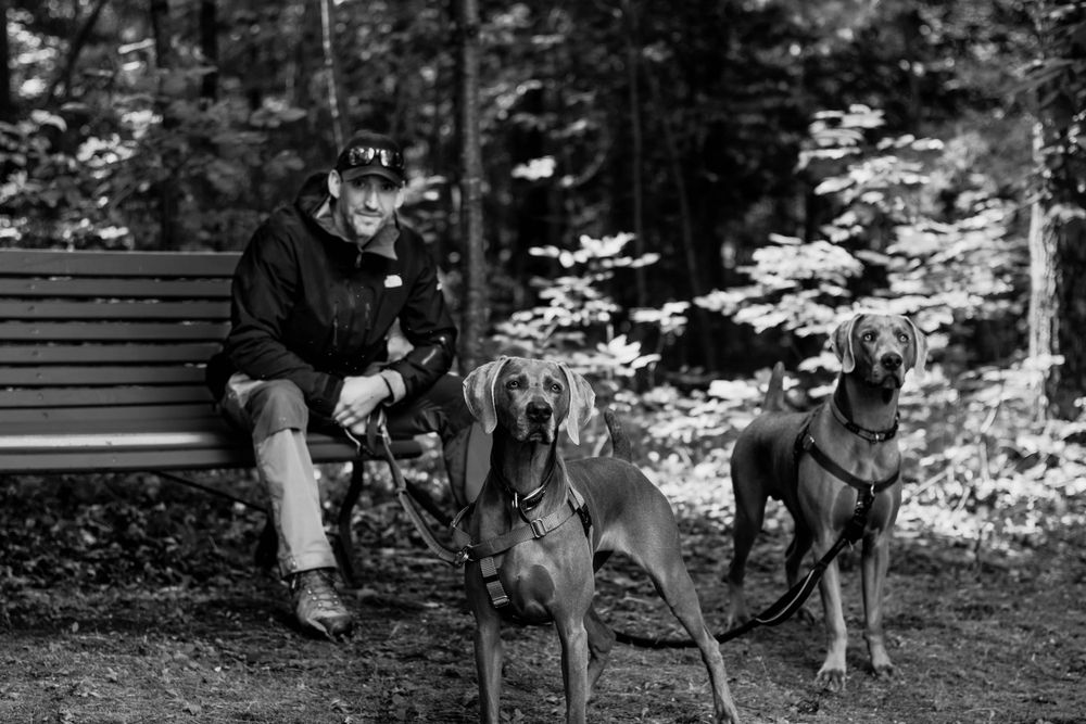 Dogs and their handlers walk through a wooded area with dappled sunlight.