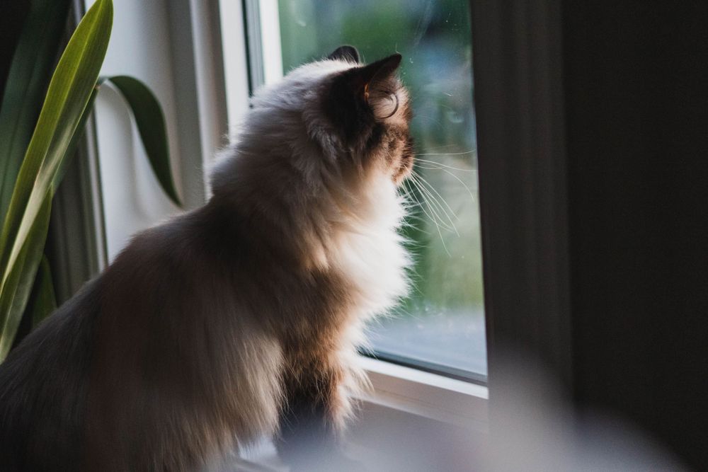 A cat gazing intently out of a window through houseplants.