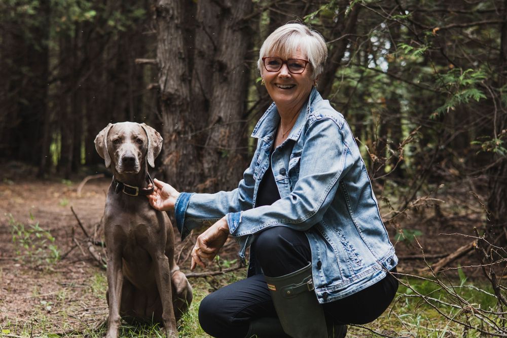 A Weimaraner dog explores a wooded trail with its companion on a sunny day.