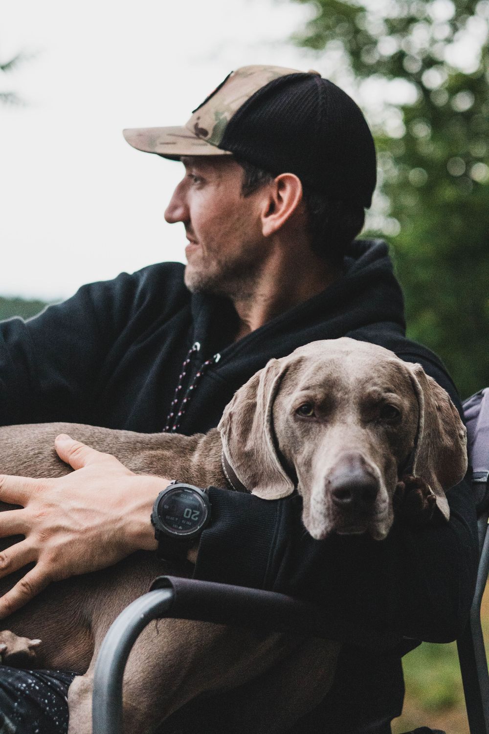 A grey Weimaraner dog resting comfortably in someone's arms.