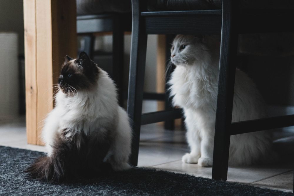 A fluffy white cat sits perched on a dark surface in a dimly lit indoor setting.
