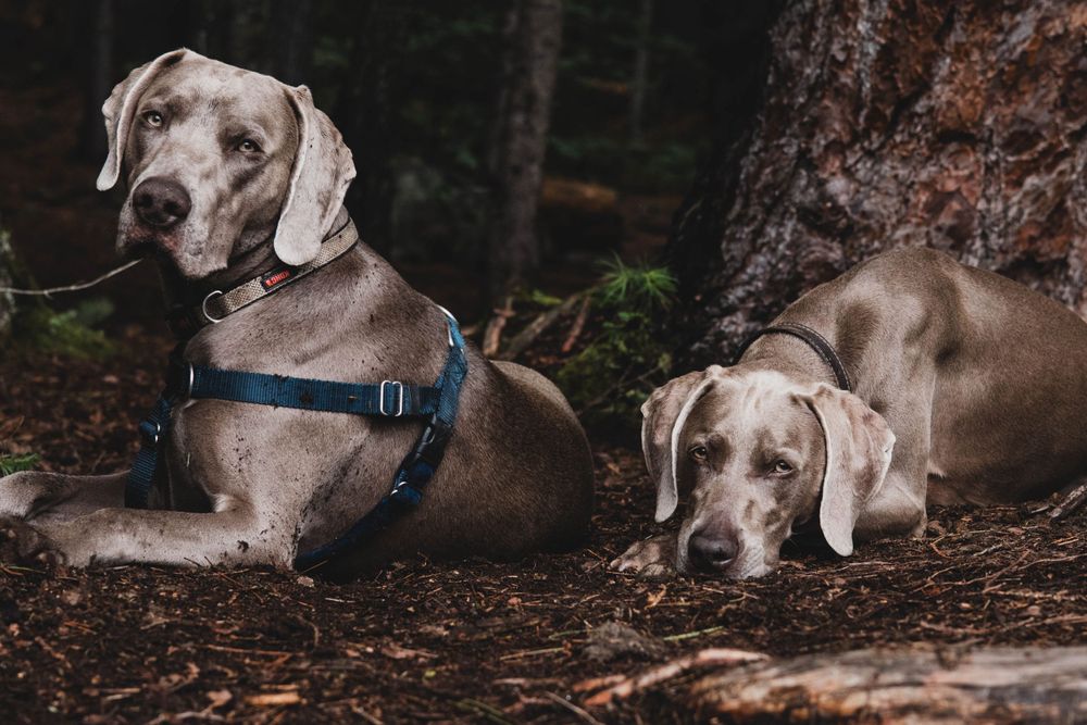 Several dogs rest peacefully on a forest floor covered in fallen leaves.