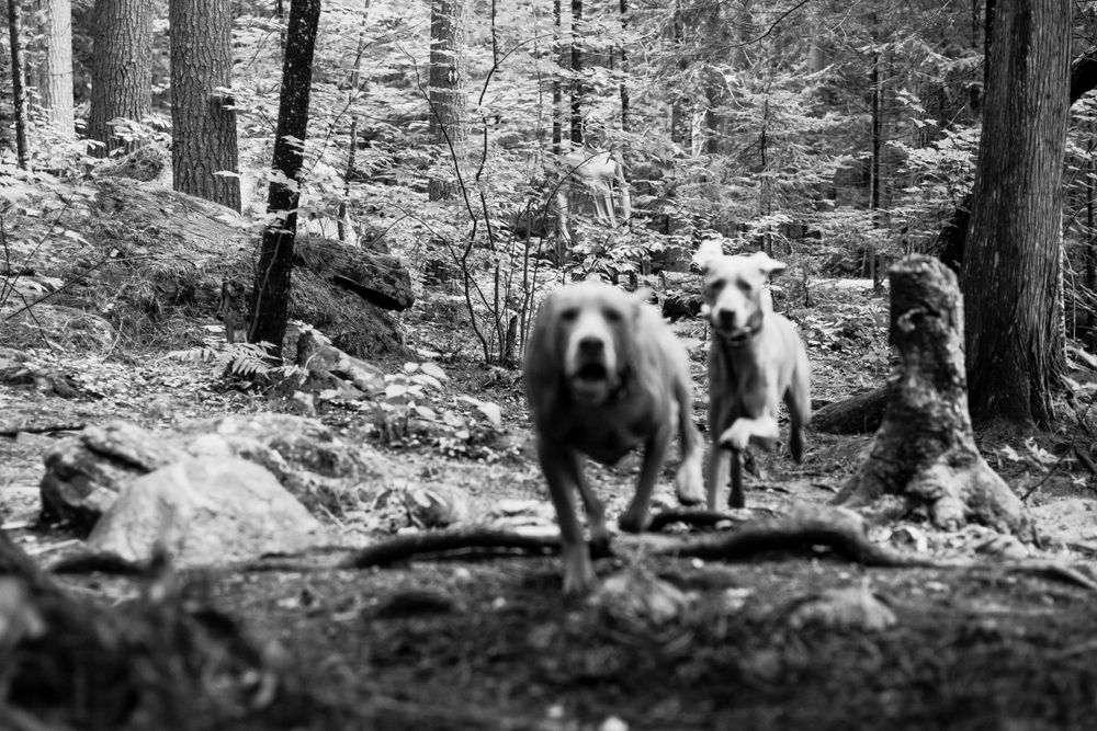 A scenic black and white forest landscape with tall trees and natural terrain.