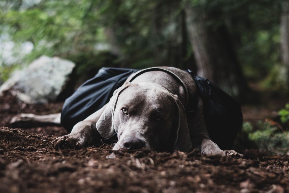 Close-up shots of a sleeping dog lying on forest ground.