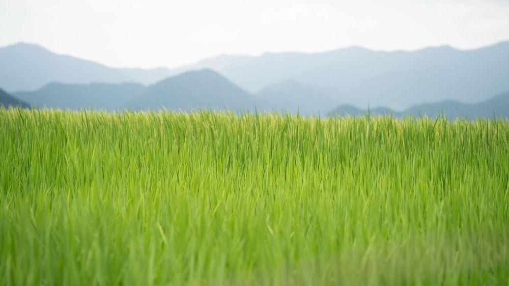 Panoramic view of vibrant green rice fields stretching to distant mountains.