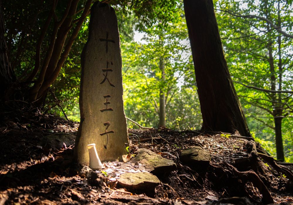 Sunlight filters through a dense forest canopy illuminating exposed tree roots on the forest floor.