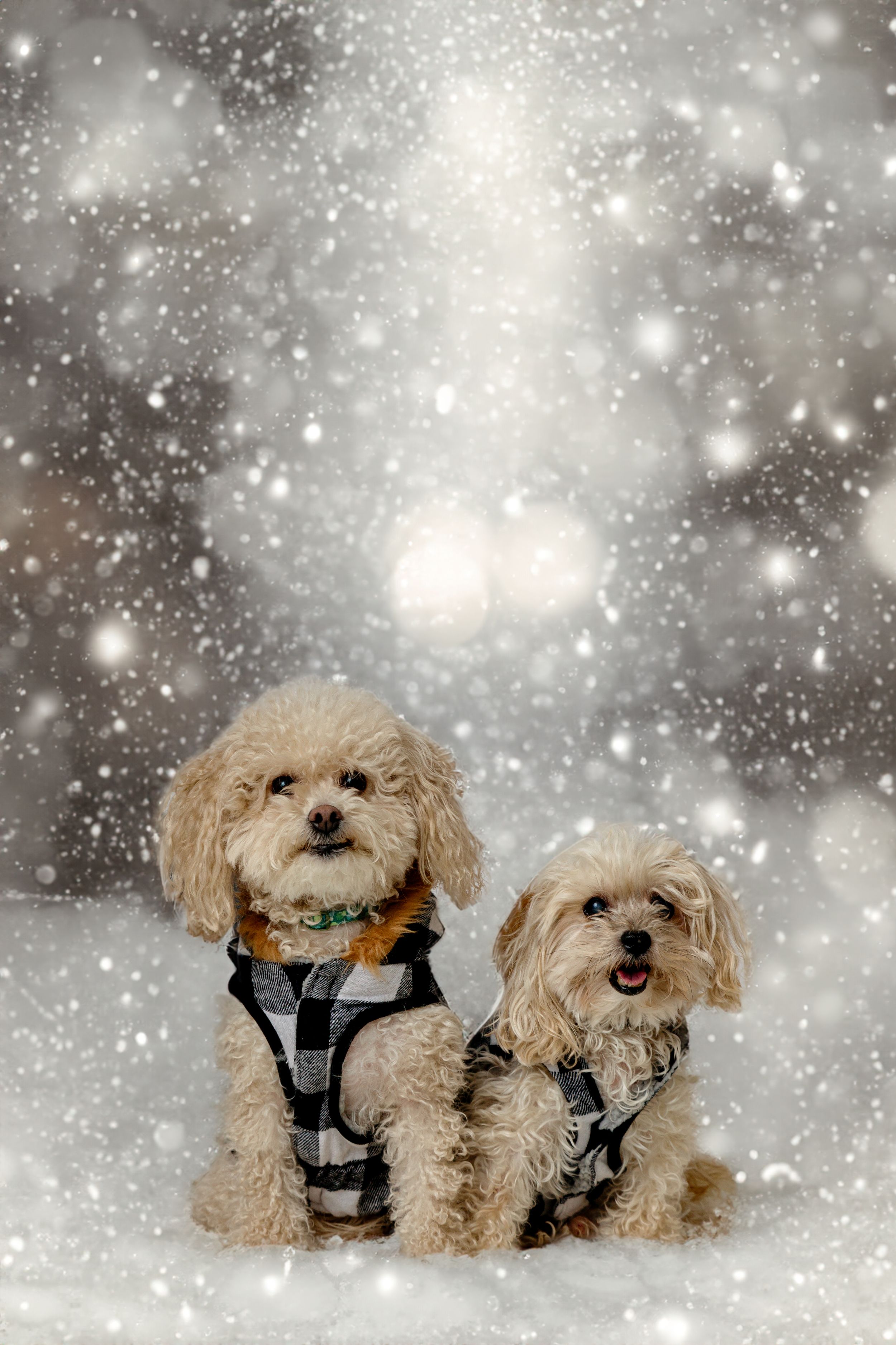 Puppy siblings portrait