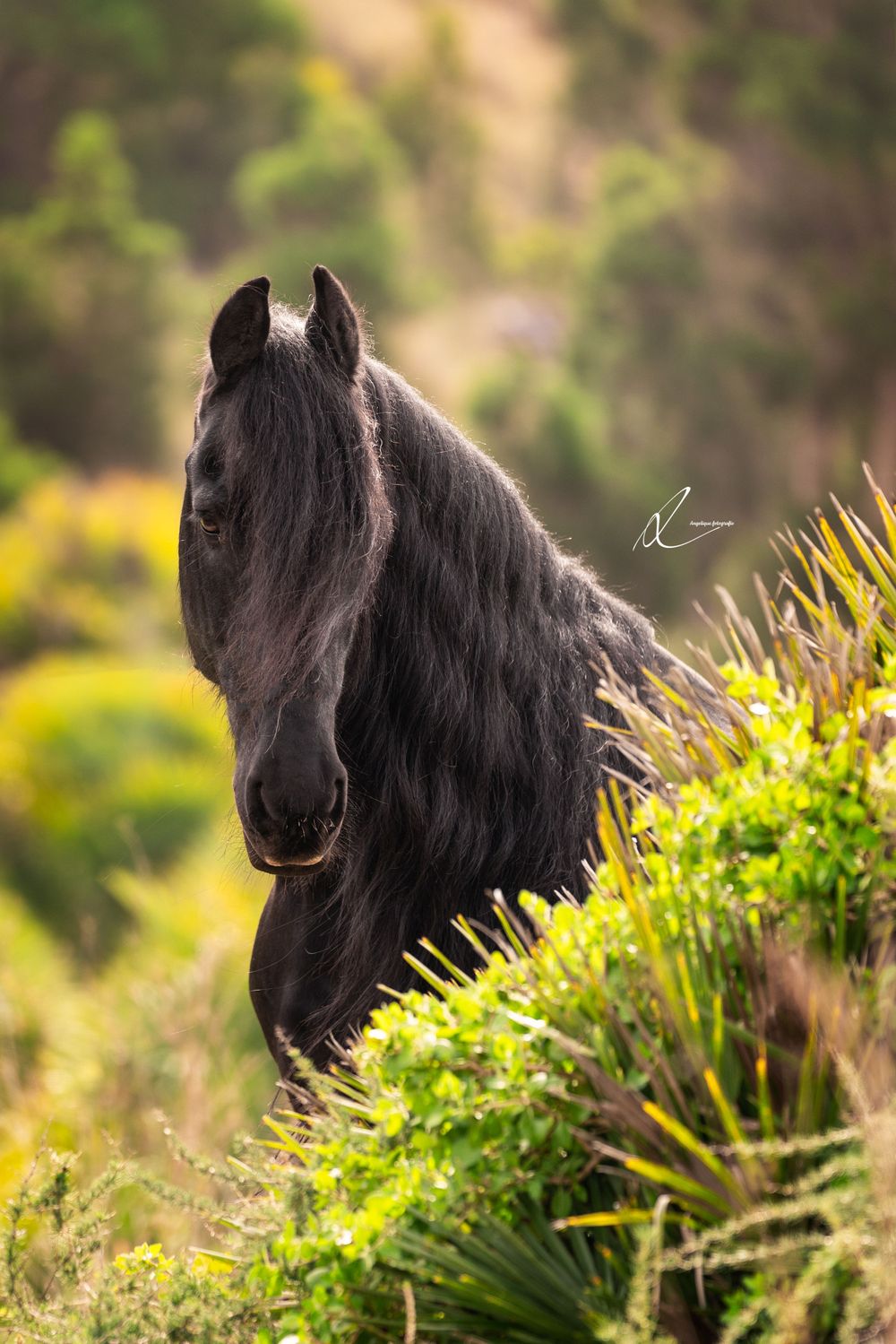 A majestic black horse with long flowing mane stands on a hillside among lush green foliage in golden sunlight.