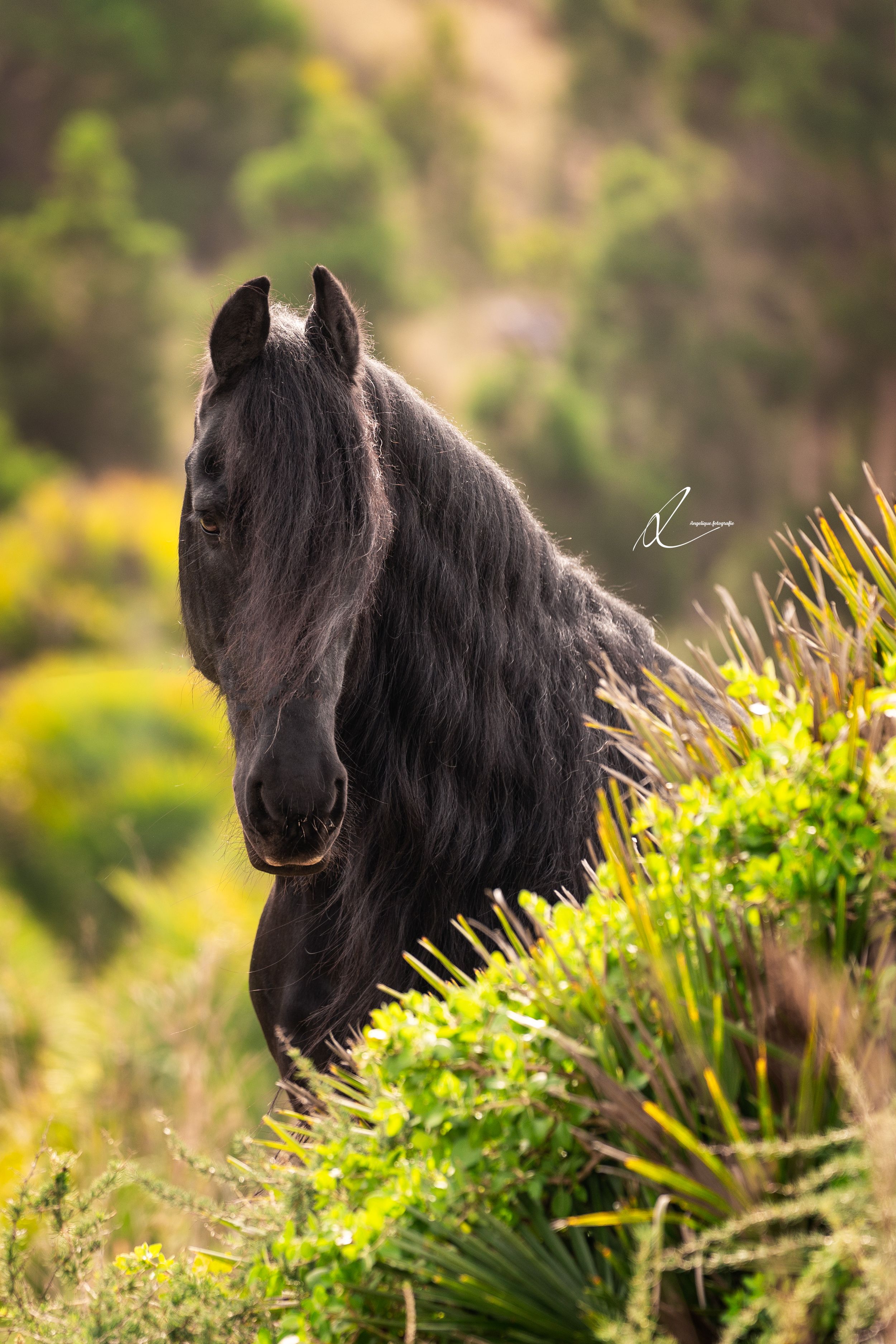 A majestic black horse with long flowing mane stands on a hillside among lush green foliage in golden sunlight.