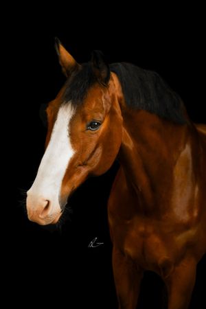 Close-up portrait of a bay horse with a white blaze against a black background.