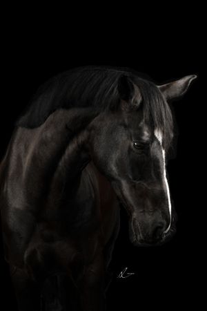 Side profile of a dark horse with sleek mane photographed against black background.
