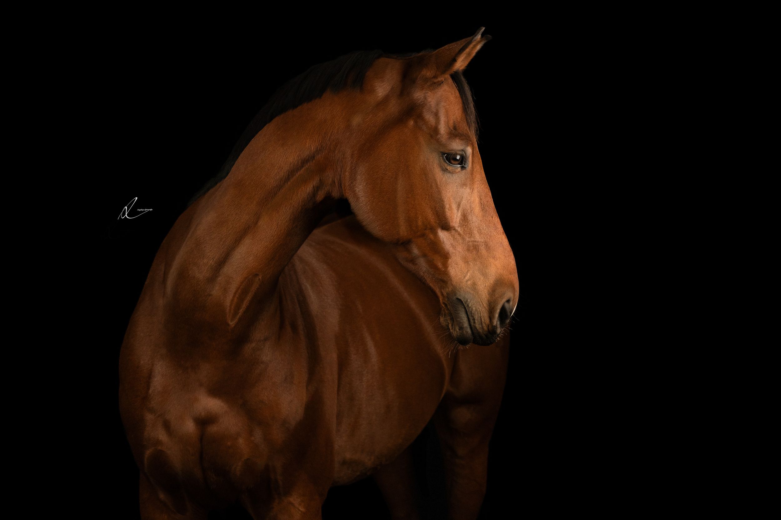 A chestnut horse performs a graceful dressage movement in a black background setting.