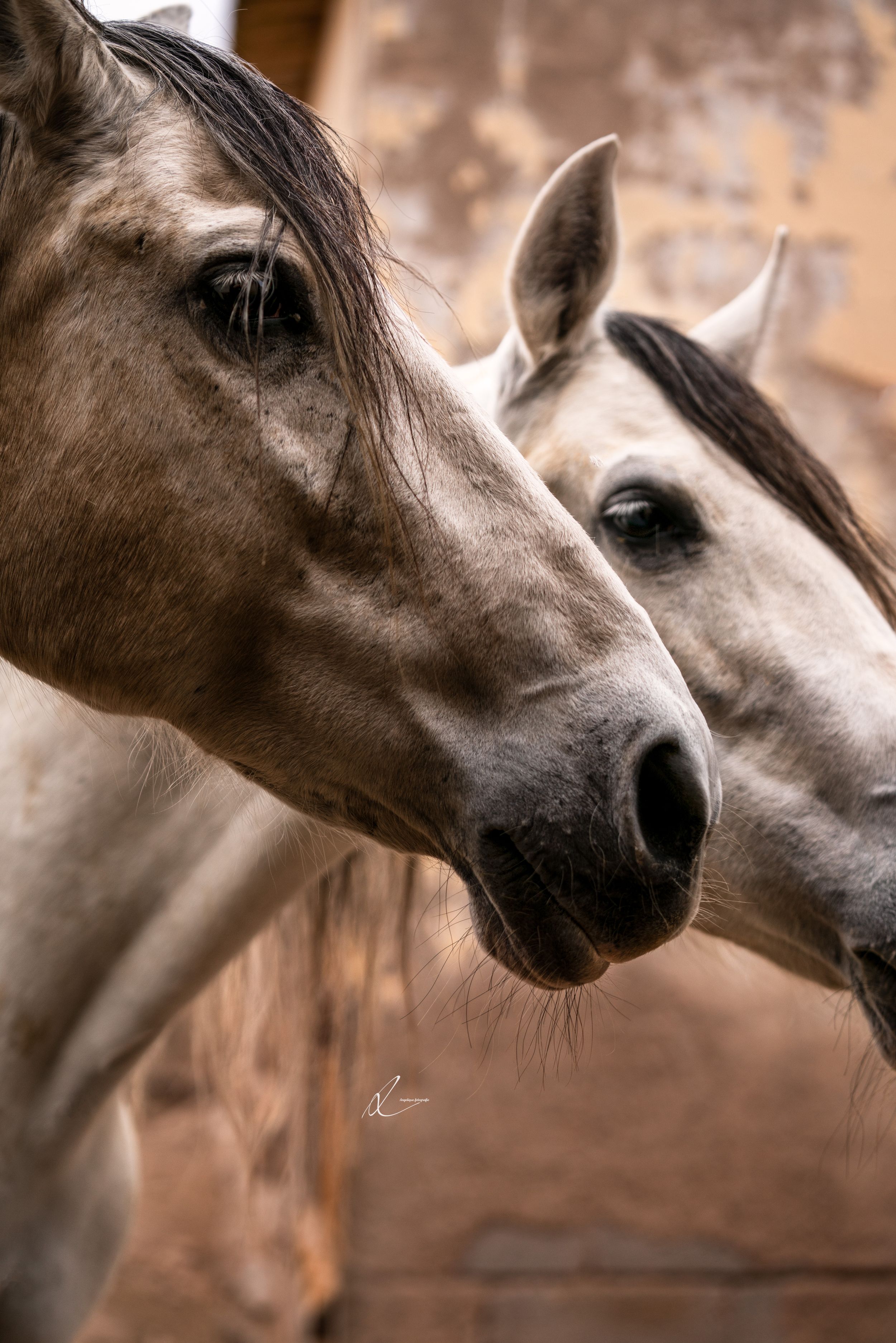 Close-up portrait of two horses with brown and white coats looking at camera against a blurred background.