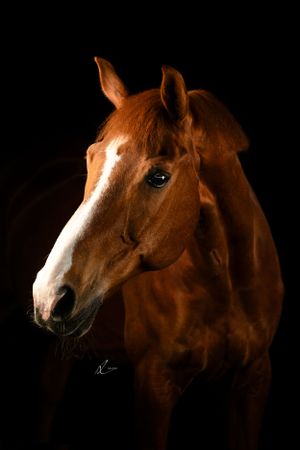 Portrait of a chestnut horse with white blaze against dramatic black background.