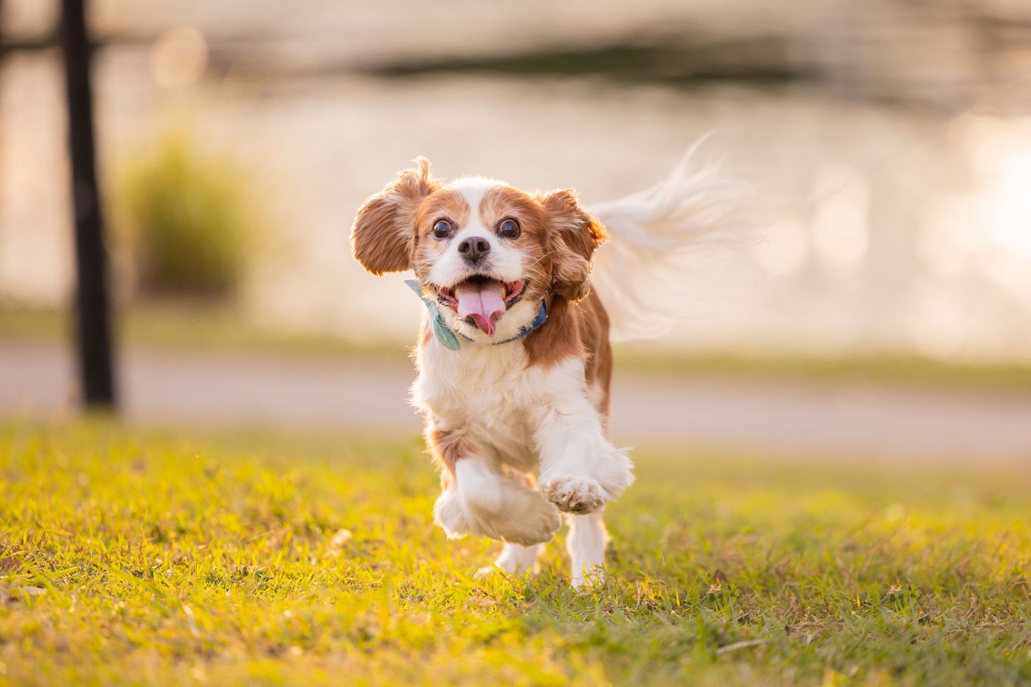 Cavoodle running towards the camera on grass at golden hour