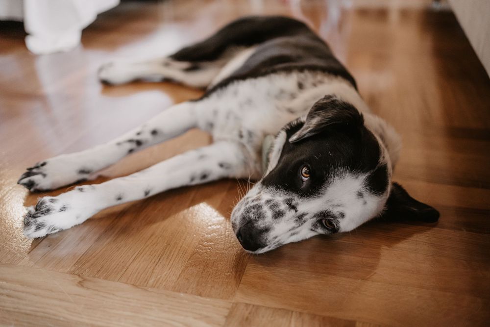 Black and white spotted dog resting on wooden floor.