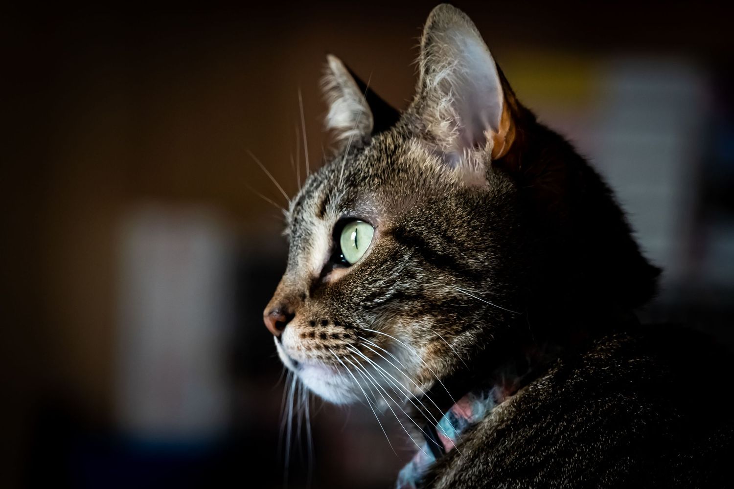 Close-up profile of tabby cat with green eyes wearing blue collar.
