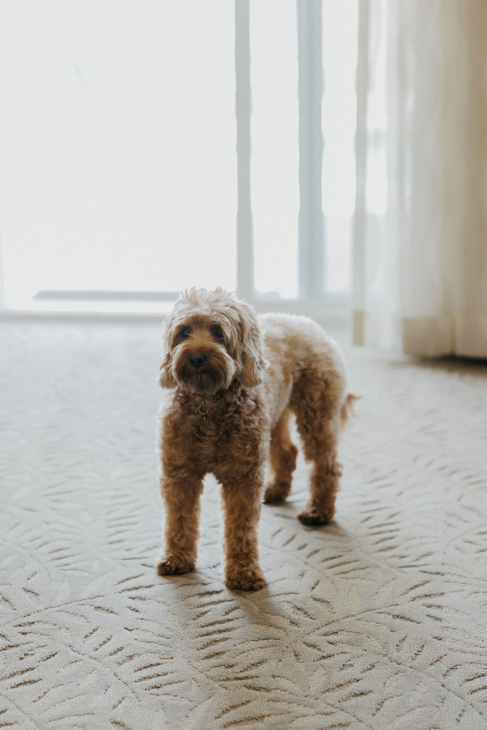 Goldendoodle dog standing on patterned carpet near window.