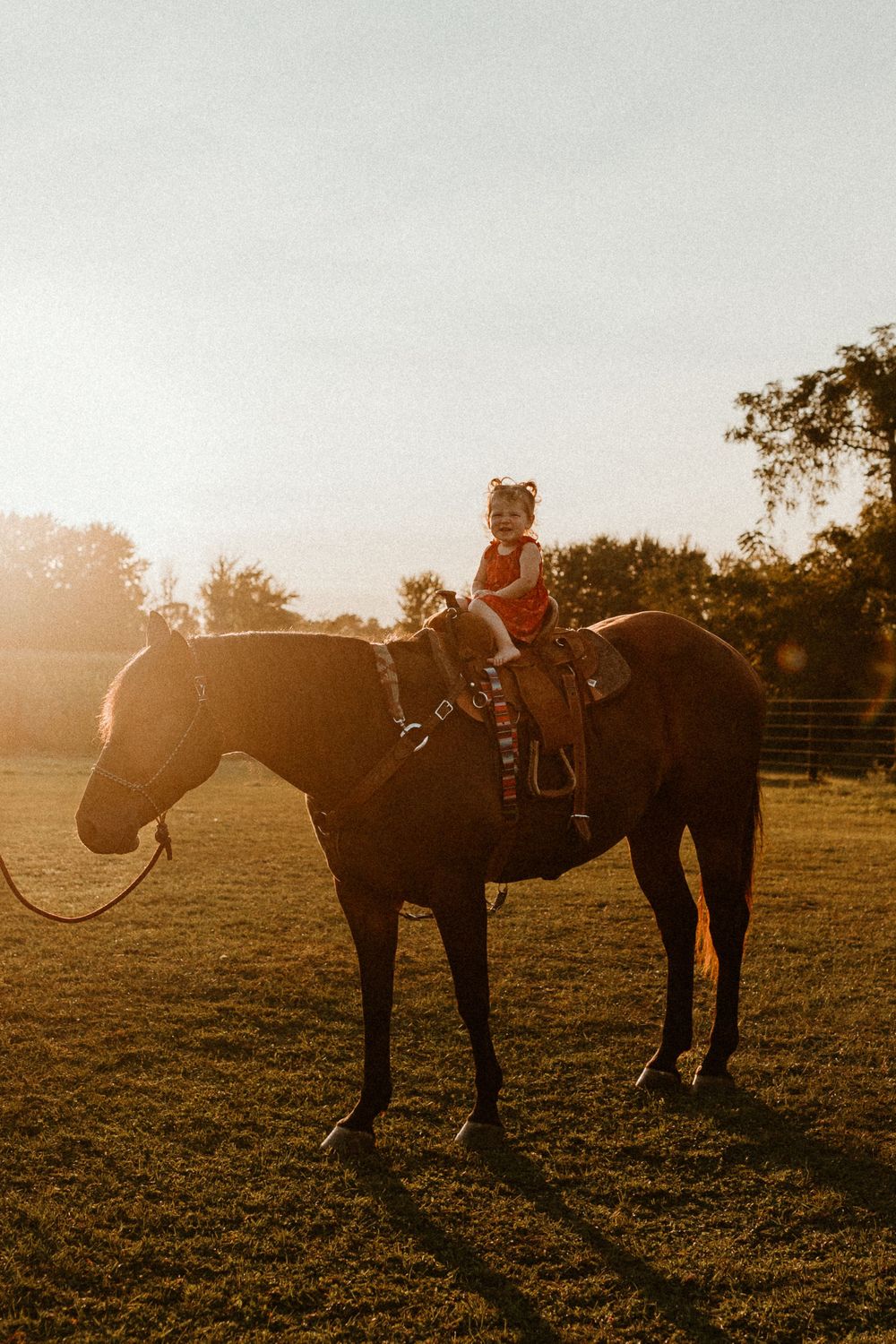 Dark horse standing in field during golden hour with warm sunlight creating atmospheric shadows.