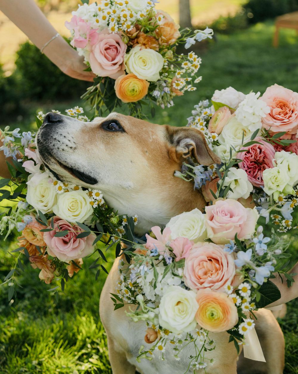 A dog adorned with a stunning floral collar of pink roses, ranunculus, and daisies at an outdoor wedding.