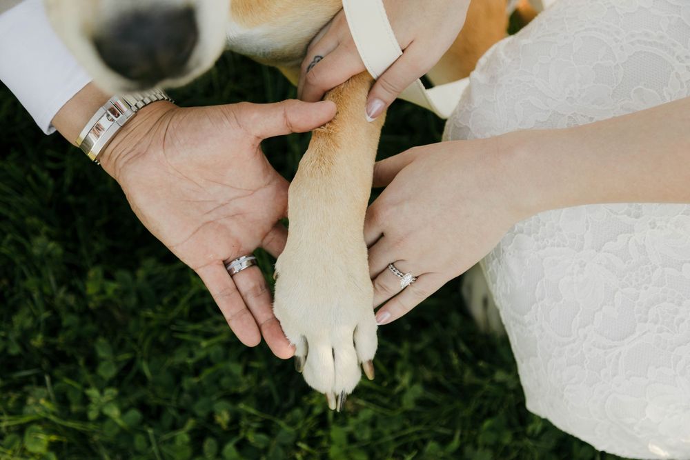 Bride and groom holding their dog's paw together, showing wedding rings on green grass.