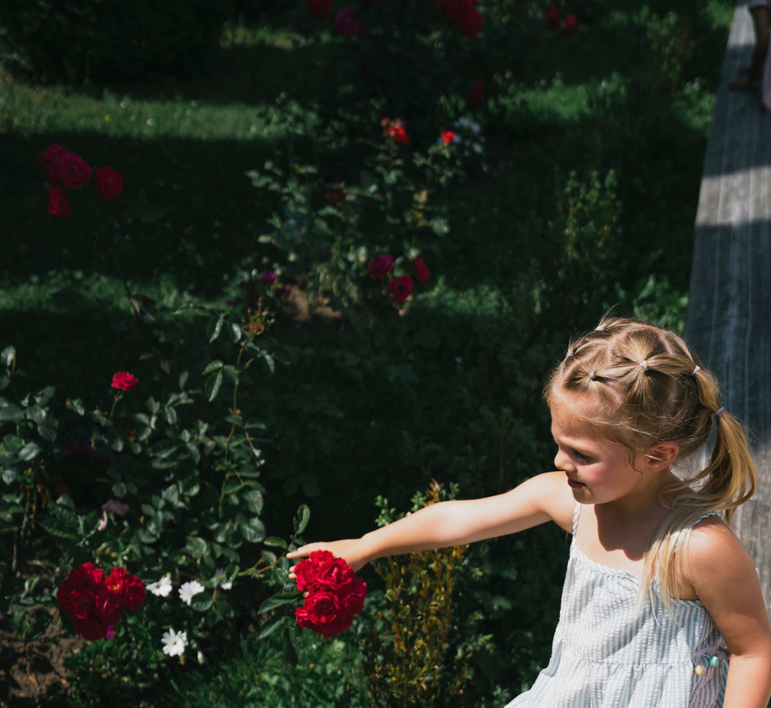 Young girl reaches to touch red roses in a sunny garden.