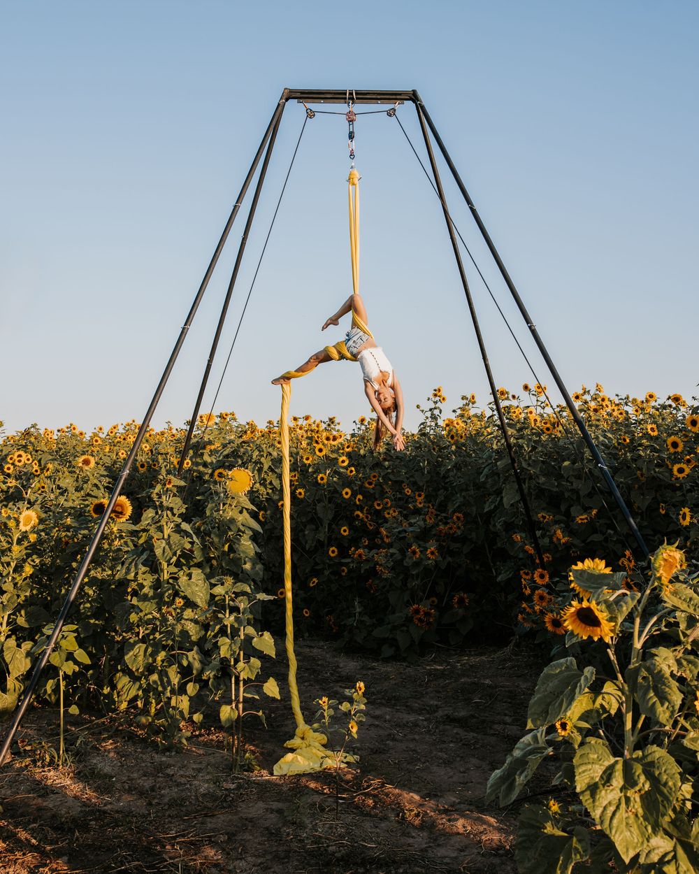 Aerialist on yellow silk; professional aerial arts photography, aerial portraits, and aerialist photoshoot captured by expert photographer.