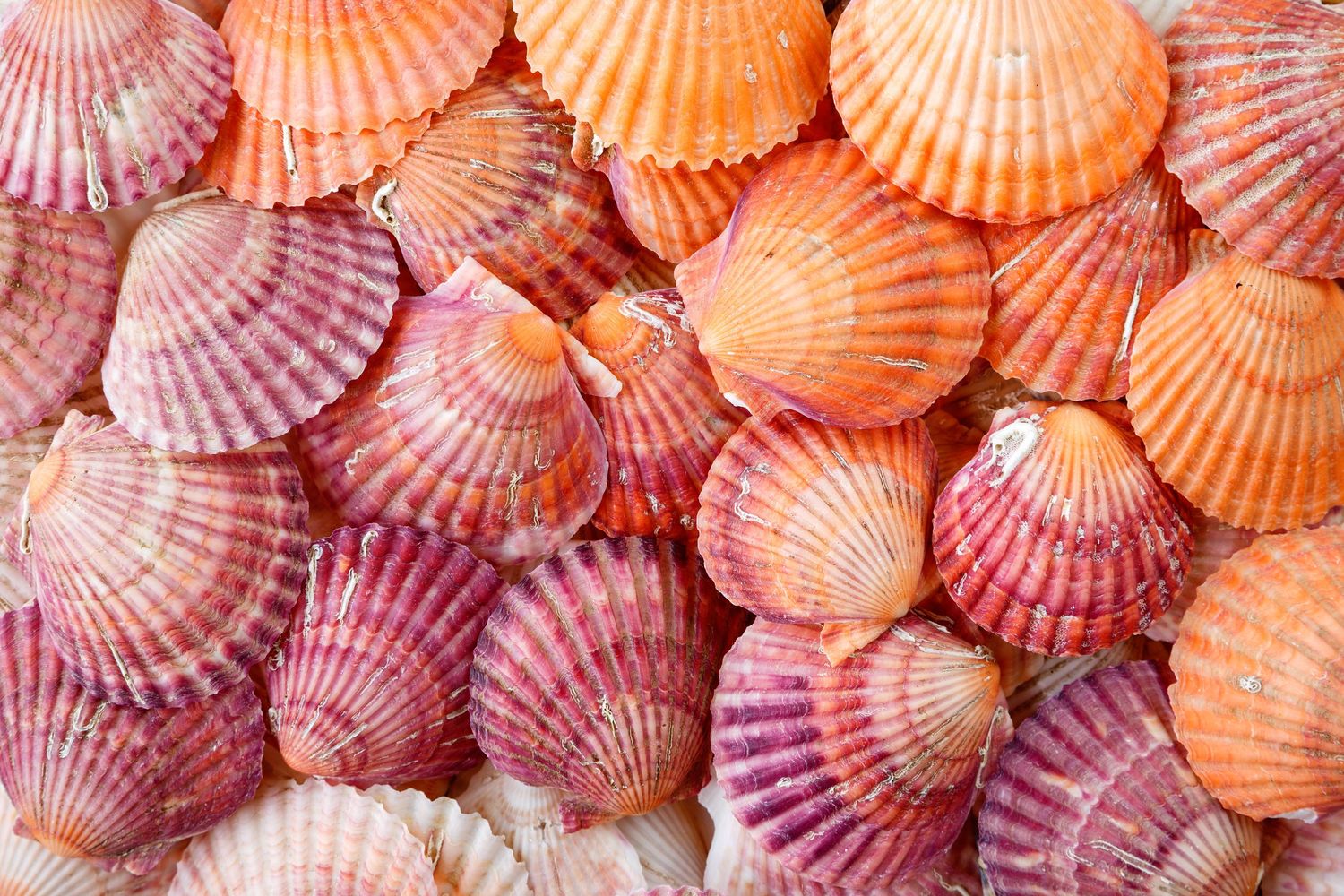 seashells