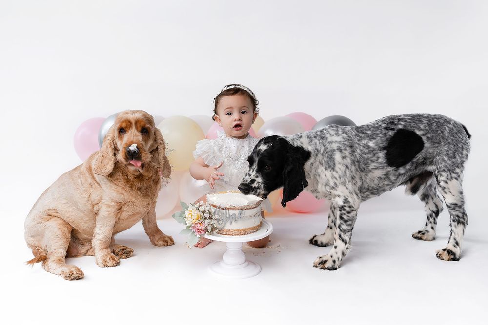 Baby having cake smash photo session with two dogs beside them against pink balloon backdrop.
