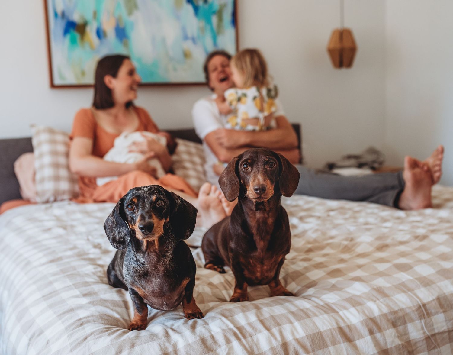 Two dachshund dogs lounging together on patterned bedding.
