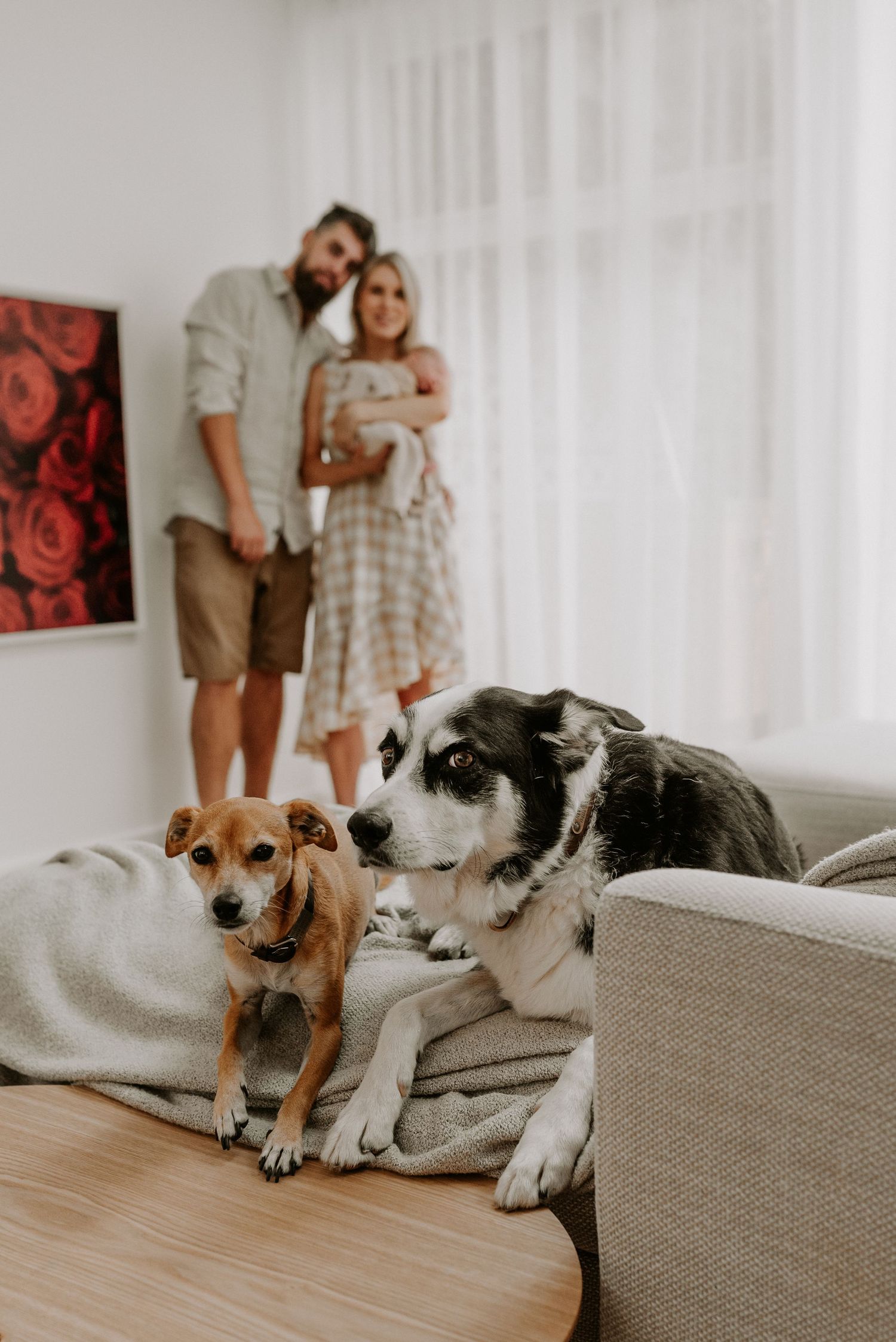 Two dogs lounging on gray couch while family stands in background.