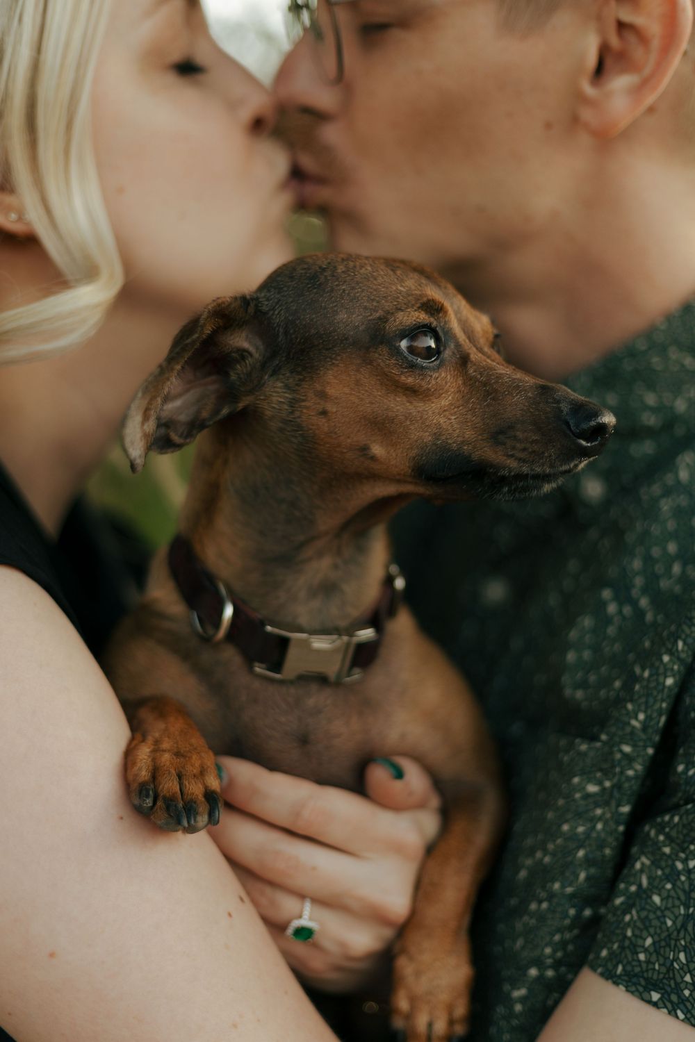 Brown dachshund puppy getting kisses and cuddles from owners.