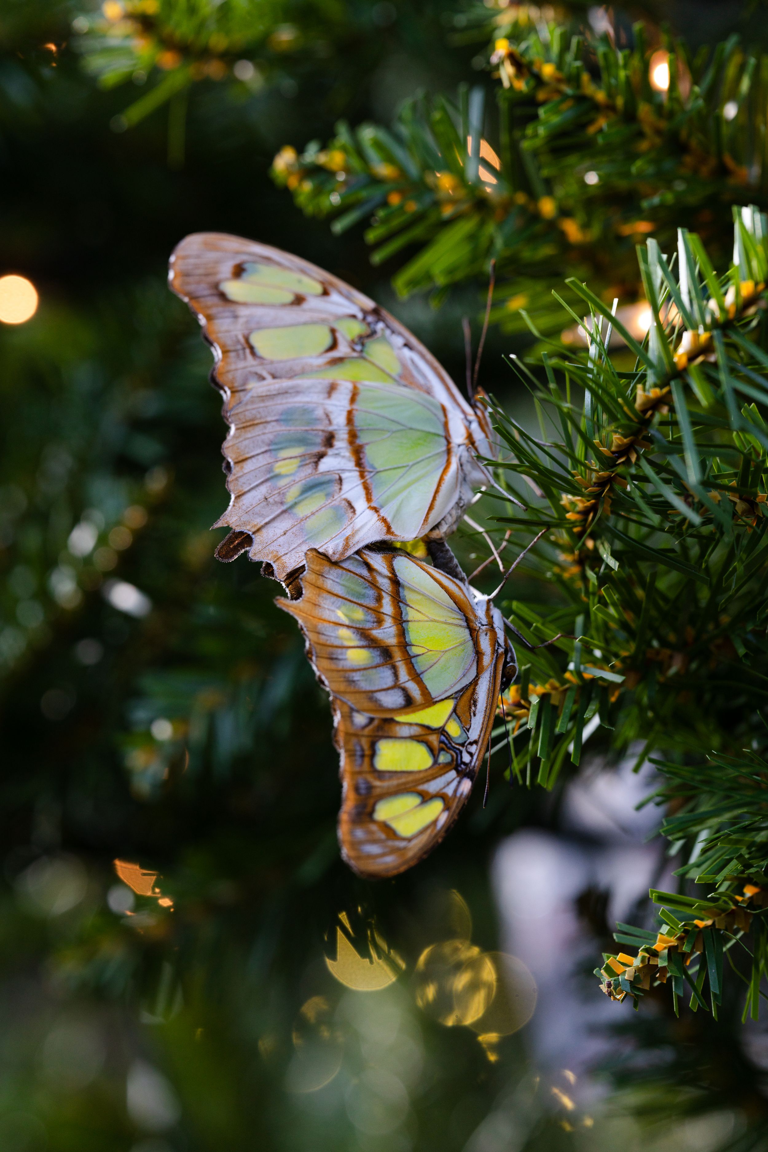 A malachite butterfly with iridescent wings perches among green foliage with soft bokeh lights in the background.