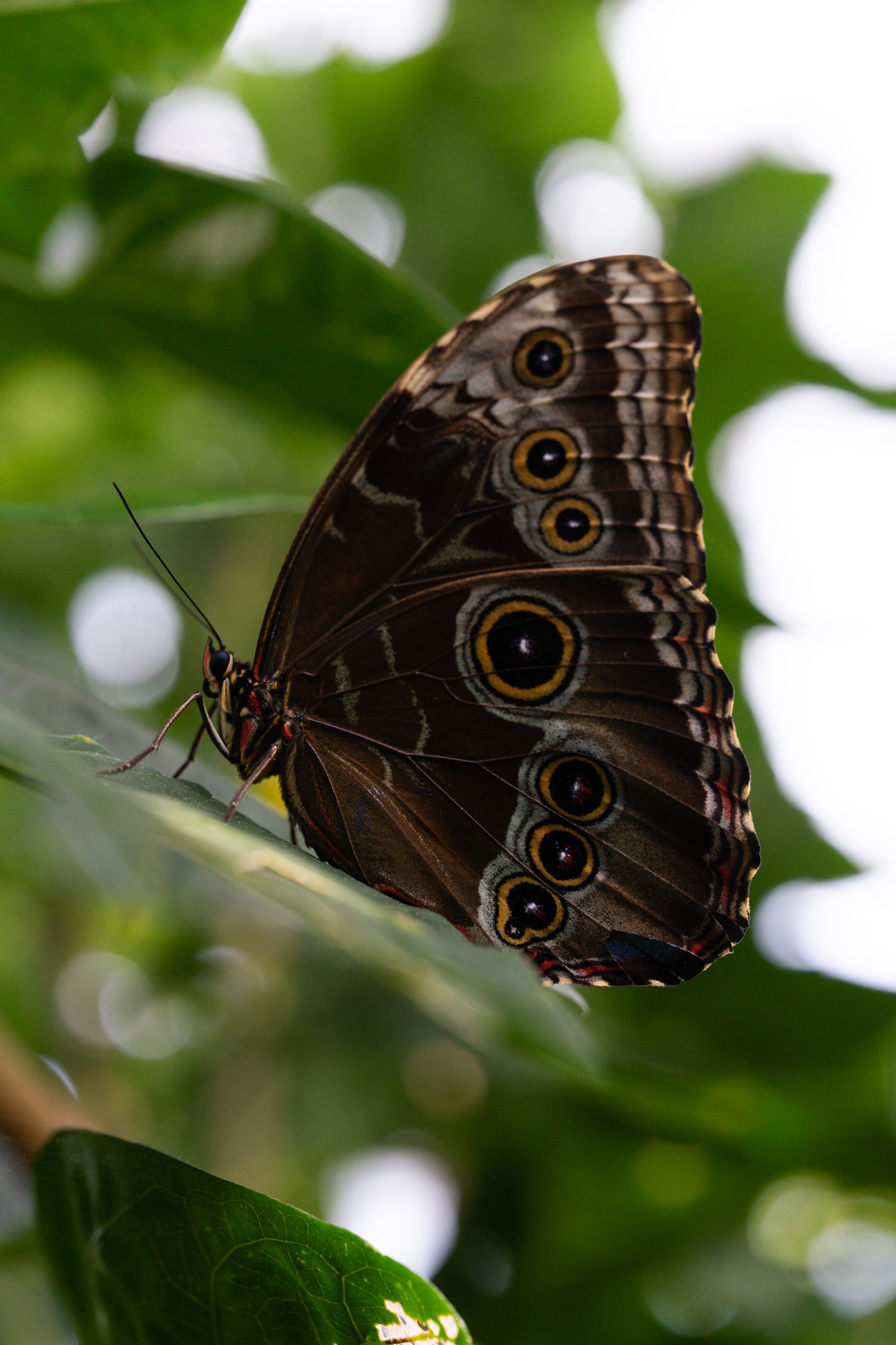 A sequence of four photos showing a brown owl butterfly perched on green leaves with distinctive eyespot patterns.