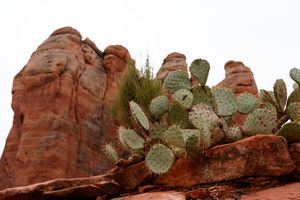 Prickly pear cactus grows among towering red rock formations in the desert landscape.