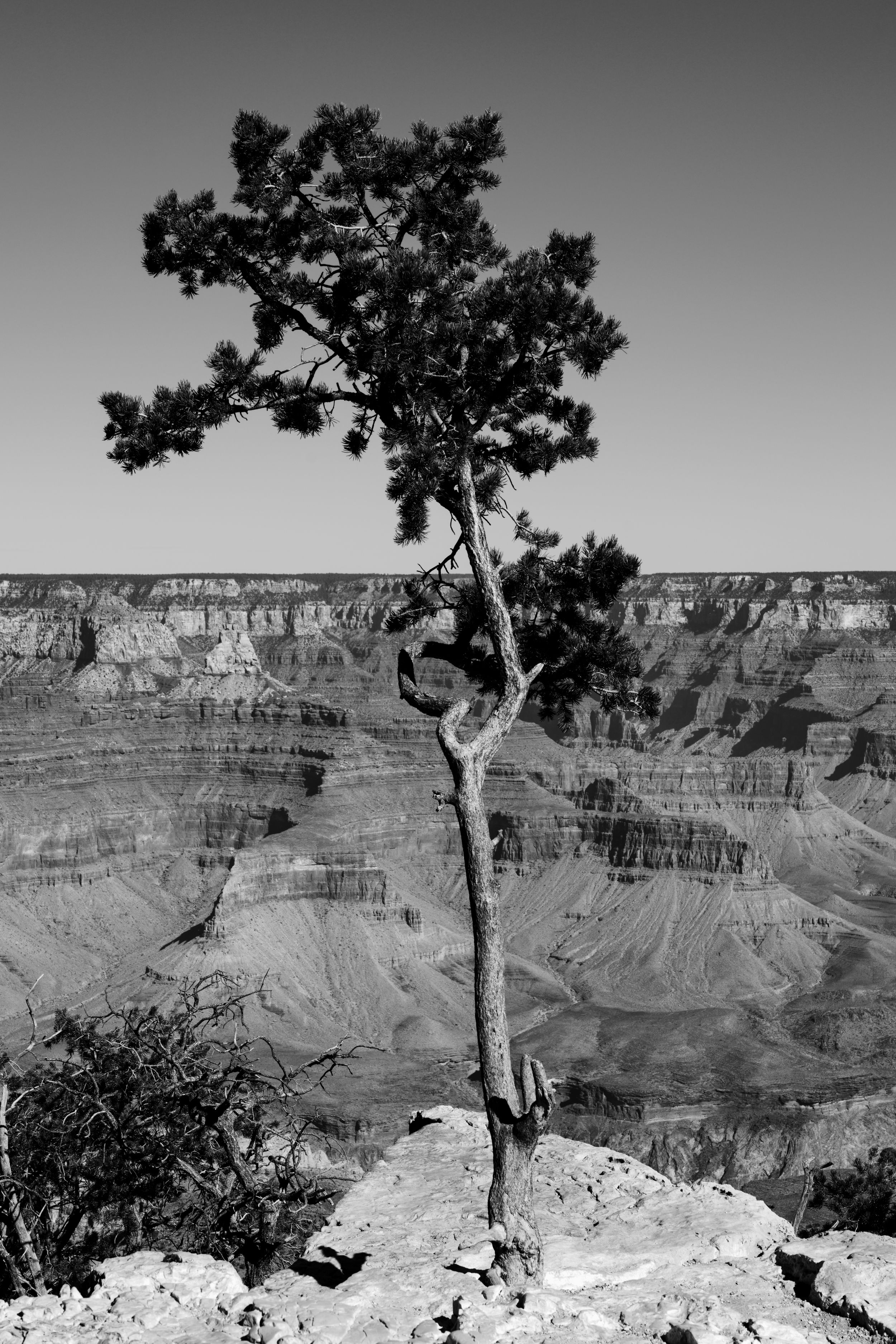 A lone pine tree grows precariously on the edge of the Grand Canyon in black and white photography.