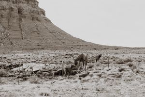 A panoramic view of desert terrain with scattered cattle grazing near rocky cliffs and buttes in an arid landscape.