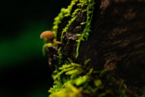 Close-up of tiny mushrooms growing on moss-covered bark with vibrant green background.