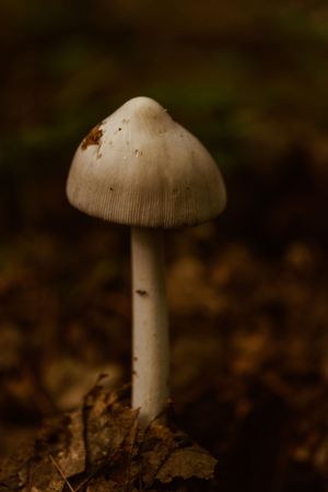 A solitary white mushroom photographed against dark forest floor in moody lighting.