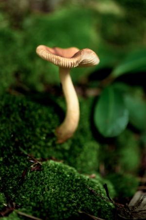 A pale mushroom growing among green moss in a forest setting with shallow depth of field.