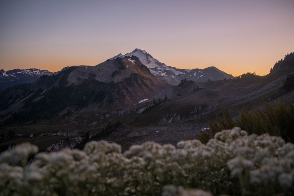Snow-capped mountain peak at sunset with white wildflowers in foreground and warm orange sky.