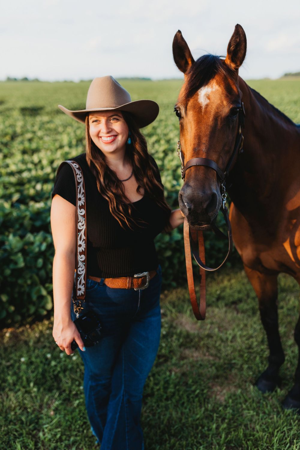 A majestic brown horse stands in a field of green crops during golden hour.