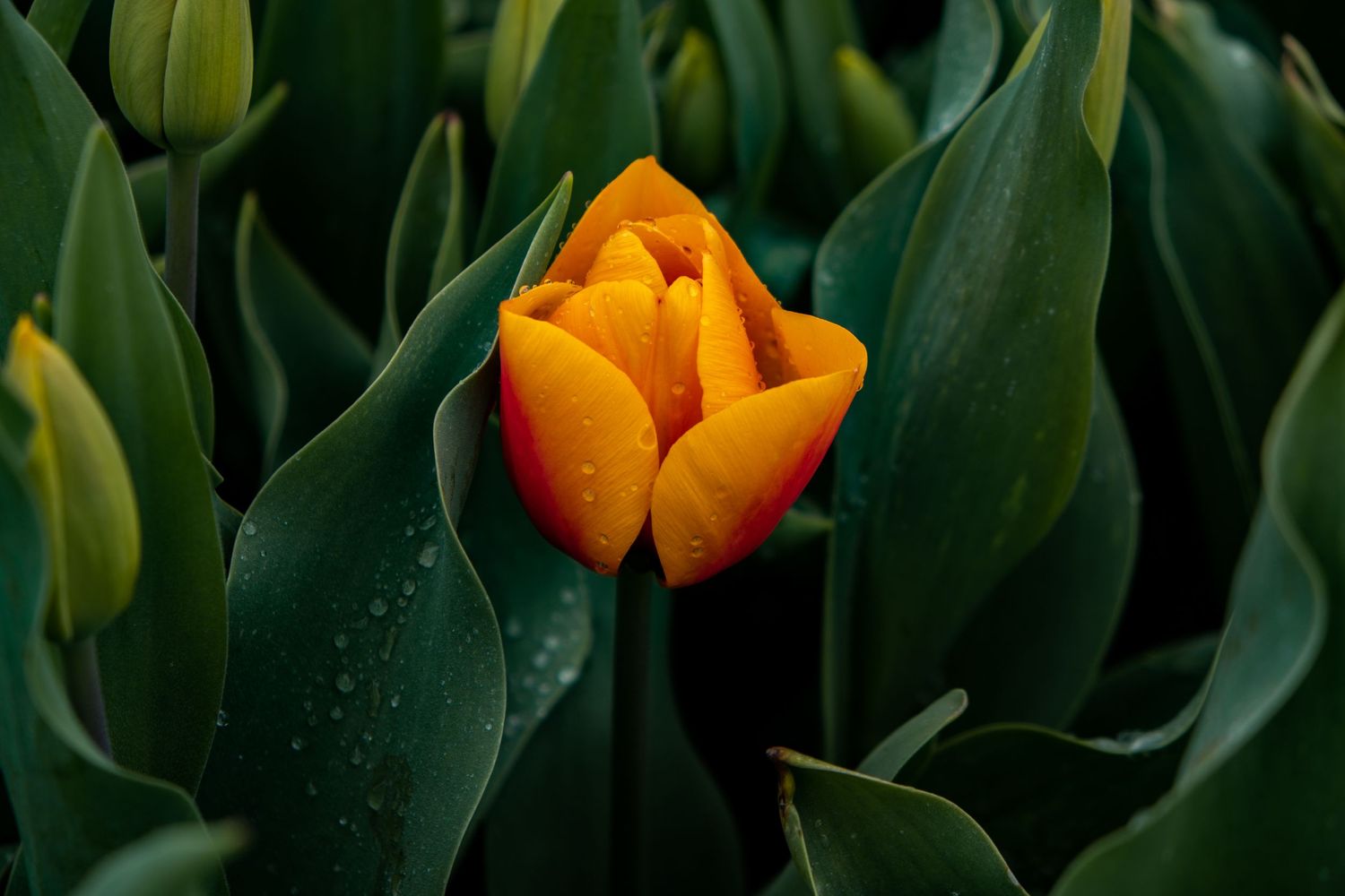 Close-up of vibrant orange tulip bud with water droplets on green leaves.