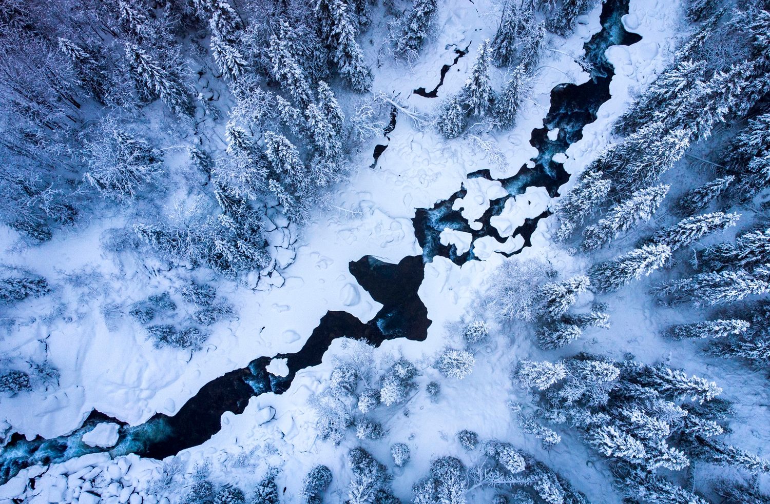 Aerial view of a winding frozen river cutting through snow-covered pine forest in winter.