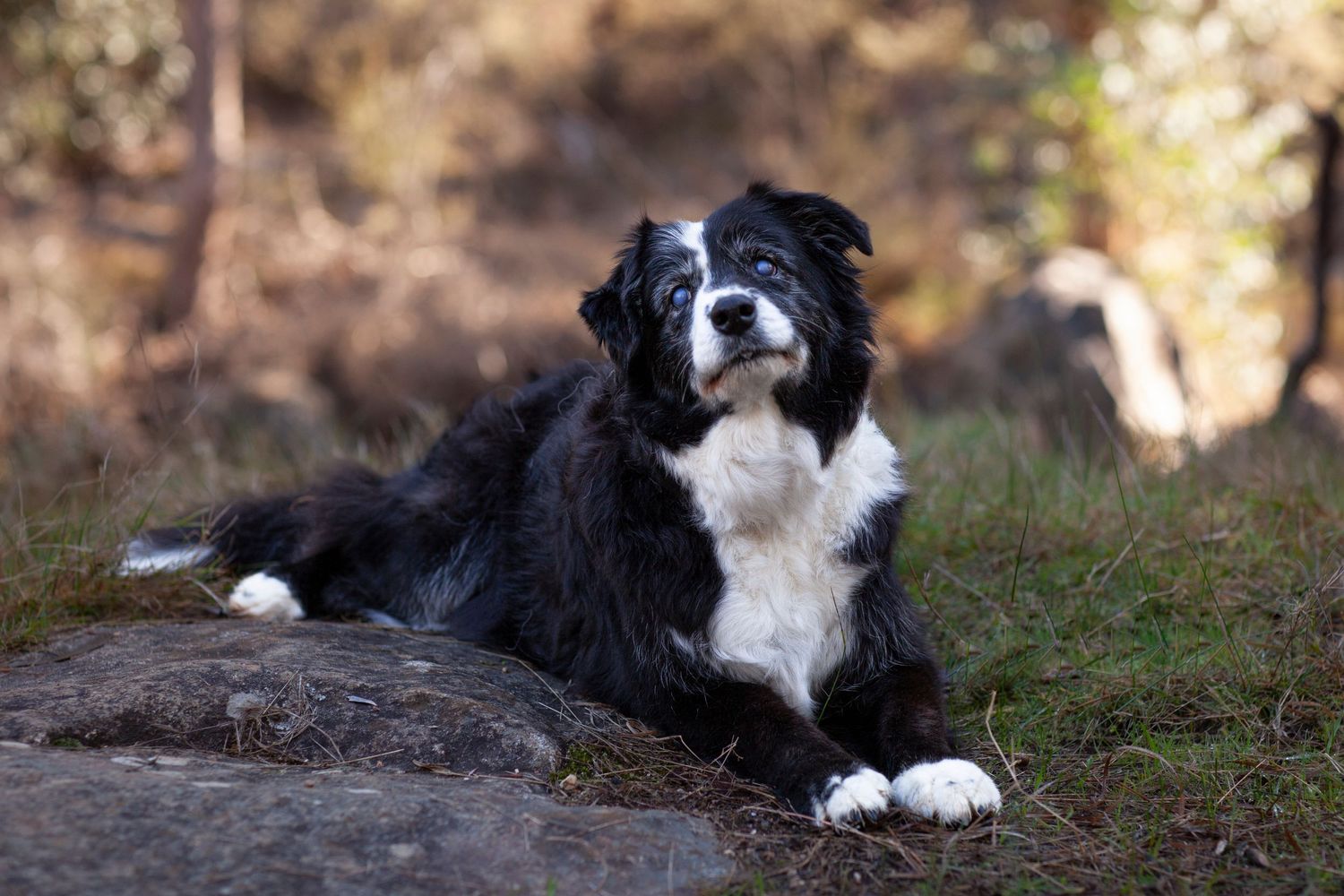 A black and white Border Collie dog rests on rocky ground with autumn foliage in the background.